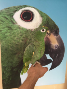 Sound absorber with parrot and a parrot – Tobias in Stockholm